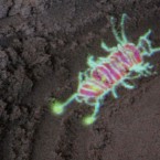"Glowing pathfinder bugs" Squidsoup